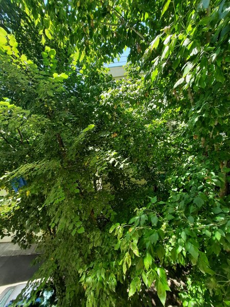 Lacul Tei, aproape Parcul Circului,